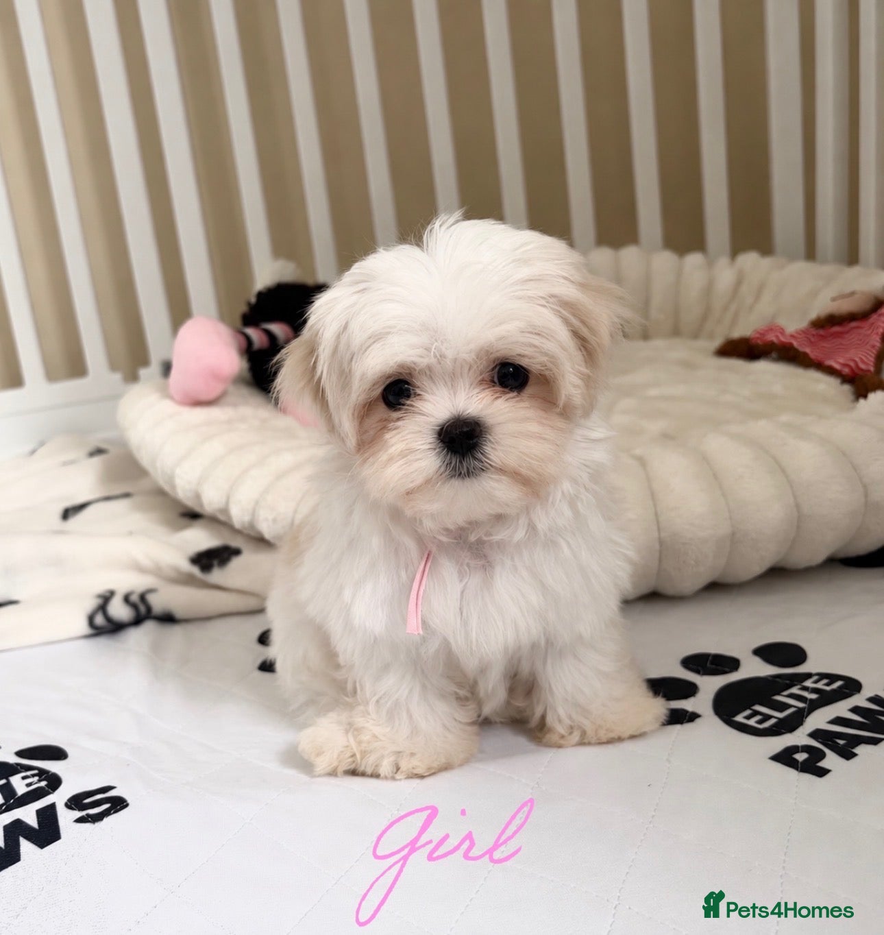 Maltese dogs 🐾 Beautiful Maltese puppies 🐾 - Advert 1