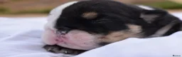 English Bulldog dogs for sale: English bulldog litter  in Atherstone - Advert 8