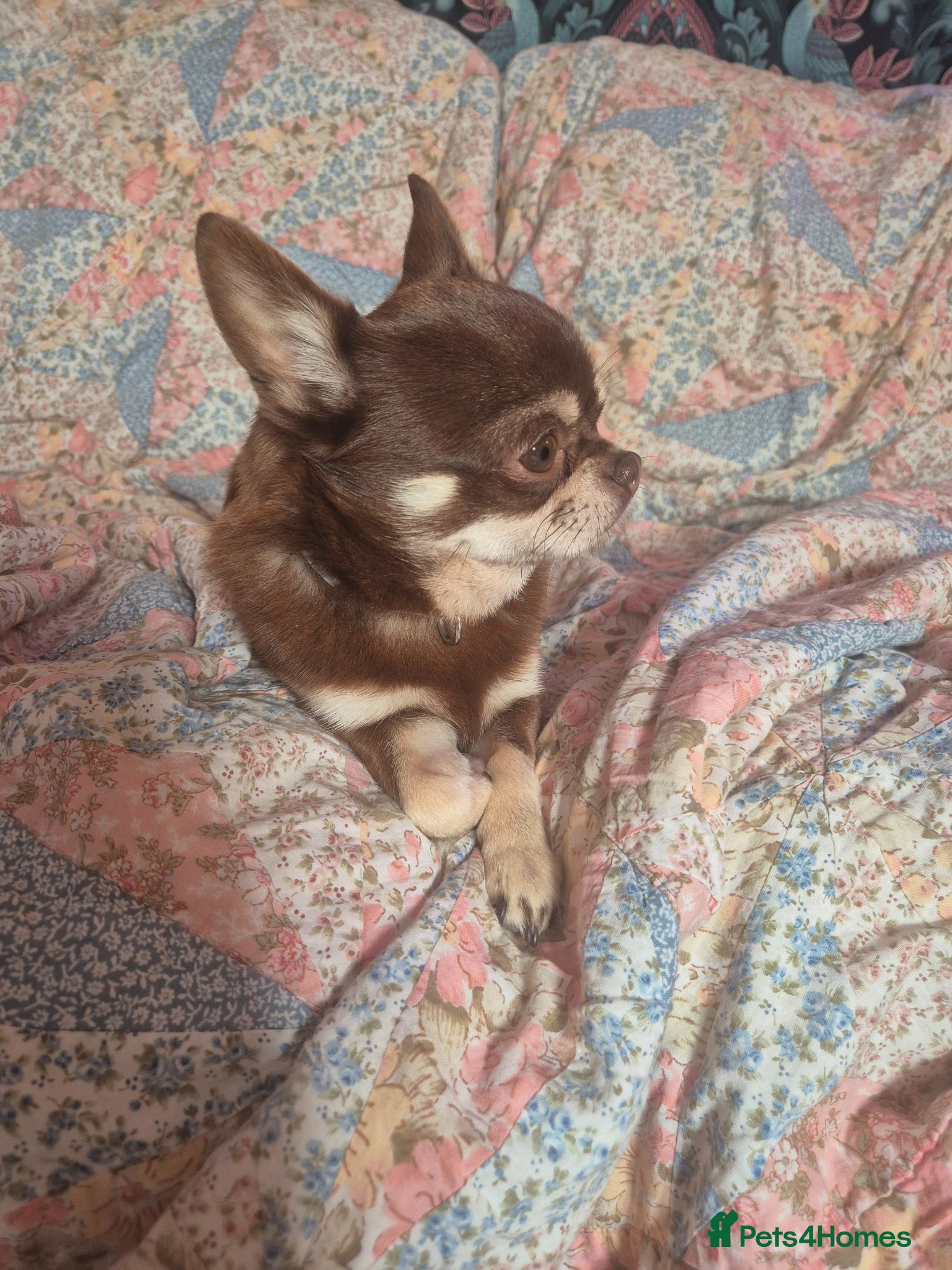 Chihuahua dogs Chocolate and tan chihuahua   - Advert 10