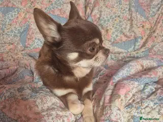 Chihuahua dogs Chocolate and tan chihuahua - Advert 10