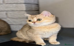 British Shorthair cats for sale: *READY NOW* TICA registered BSH kittens - Image 1