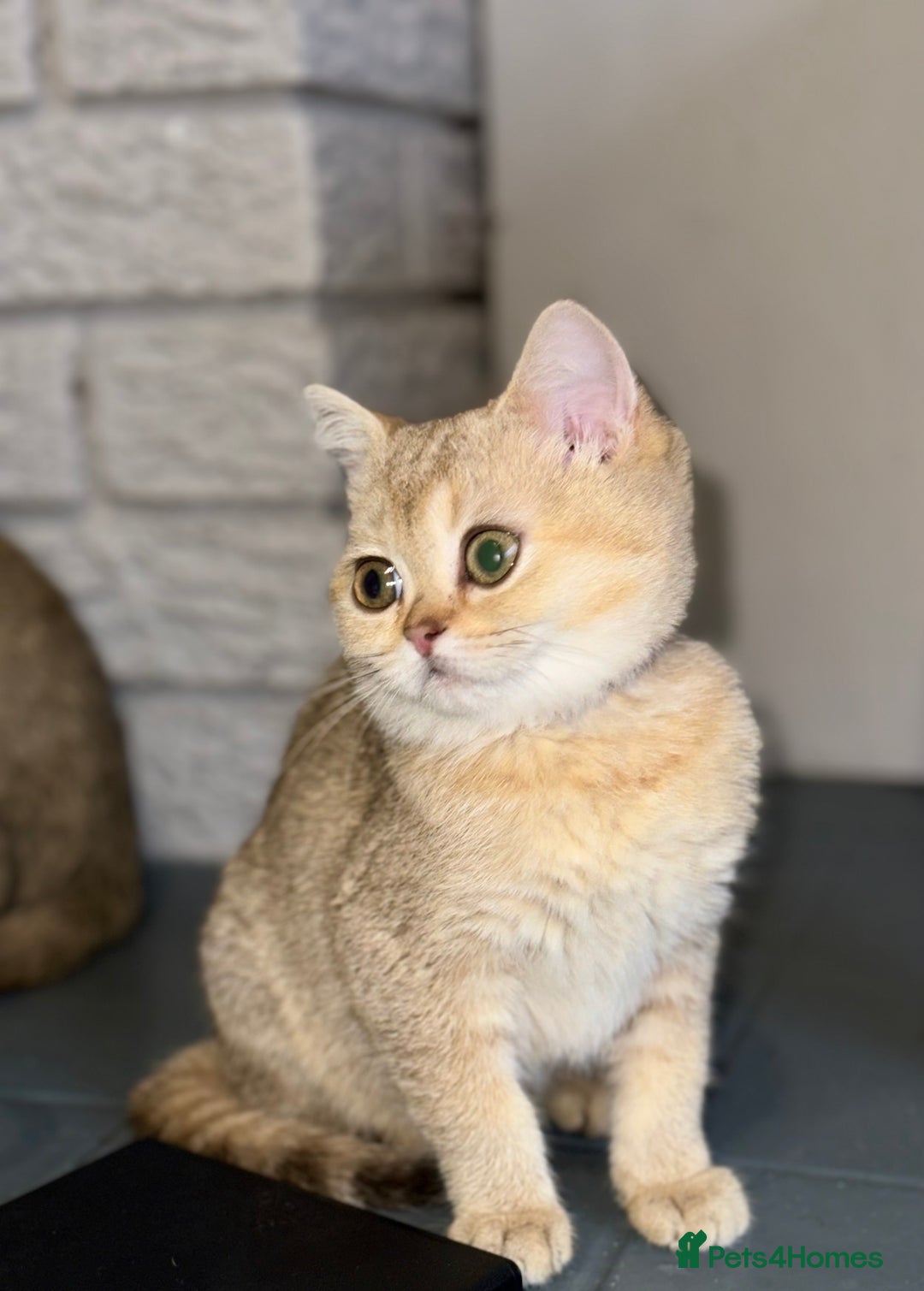 British Shorthair cats for sale: *READY NOW* TICA registered BSH kittens - Image 1