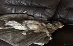 Maine Coon cats for sale: Three Mainecoon kittens for sale - Image 4