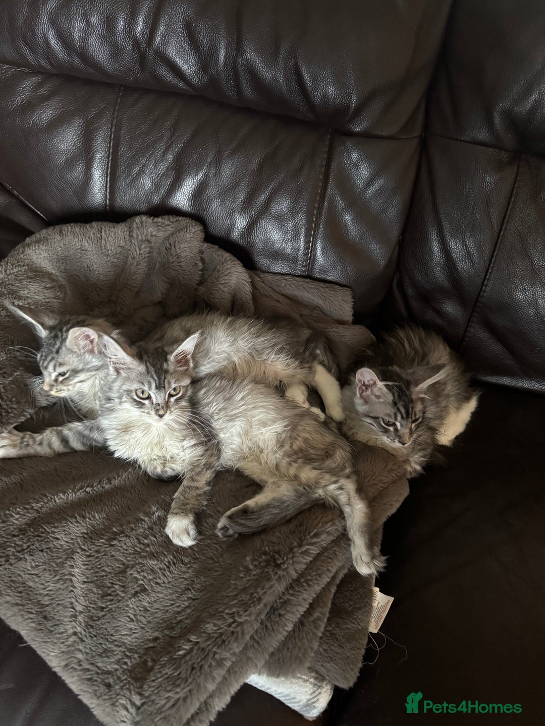 Maine Coon cats for sale: Three Mainecoon kittens for sale - Image 4