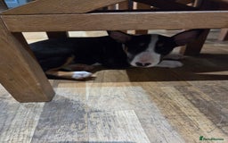English Bull Terrier dogs for sale: English Bull Terrier Puppy for Sale - Image 2