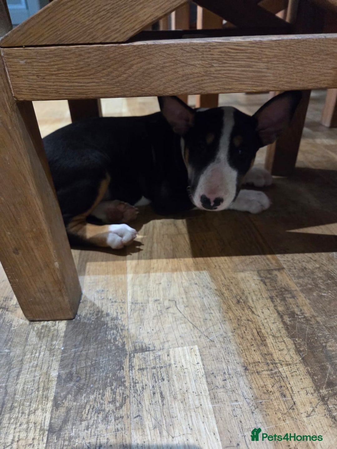 English Bull Terrier dogs for sale: English Bull Terrier Puppy for Sale - Image 2