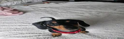 Dachshund dogs for sale: Minature dachshund £400 in Hailsham - Advert 5