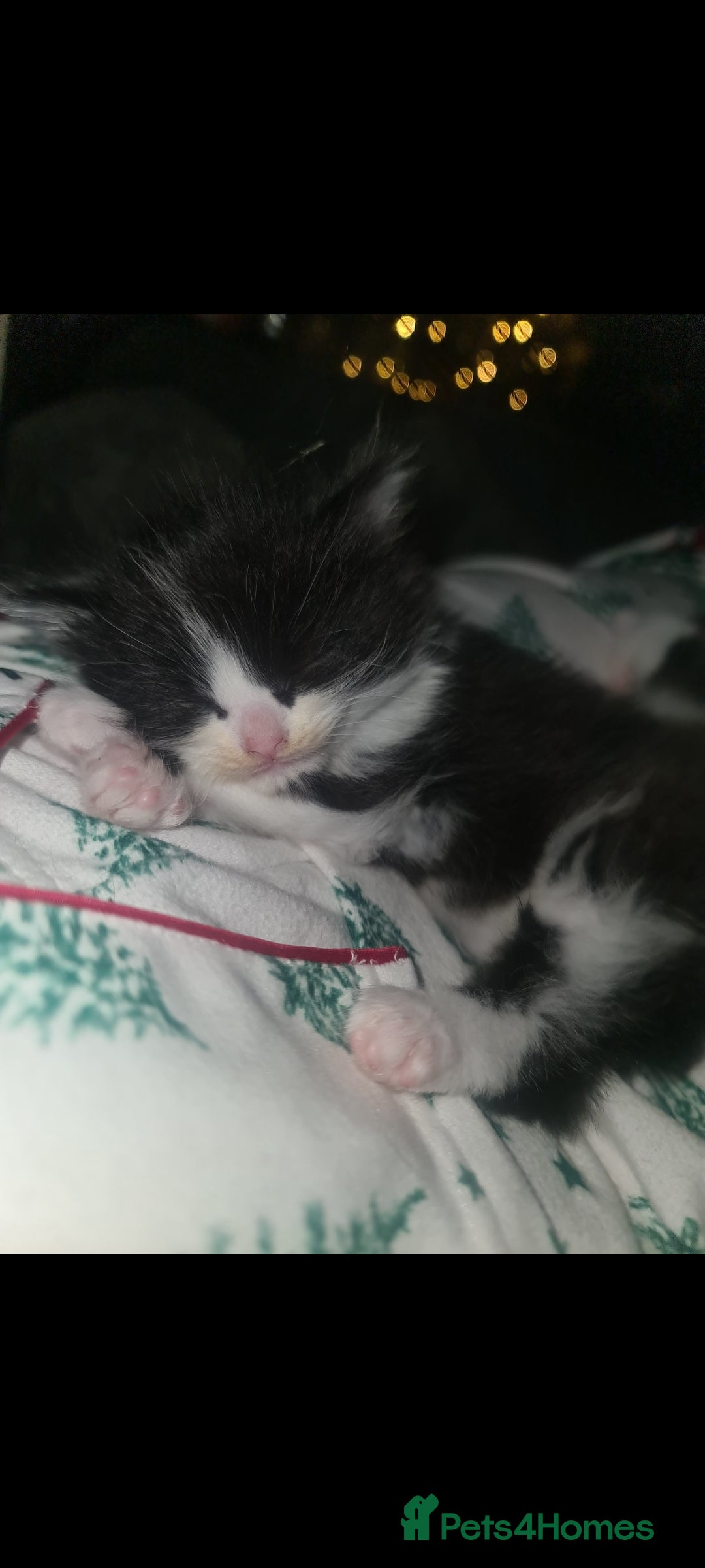 Mixed Breed cats for sale: Beautiful brothers  - Advert 8