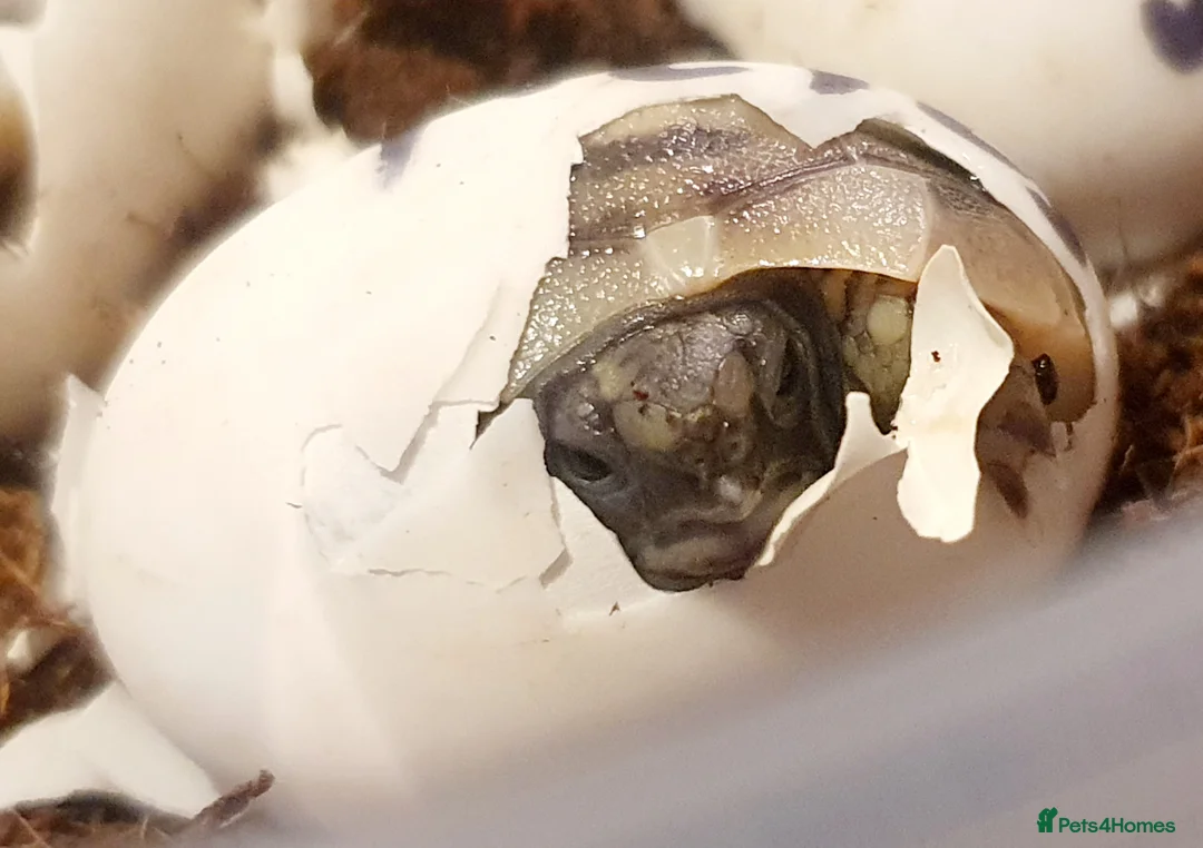 Hermann Tortoise reptiles for sale: Hermann tortoises  - Advert 1