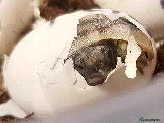 Hermann Tortoise reptiles Hermann tortoises - Advert 1