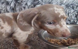 Miniature Dachshund dogs for sale: Adorable KC registered mini dachsund pups - Image 32