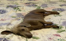 Dachshund dogs for stud: isobella Mini Dashound for stud  - Image 1