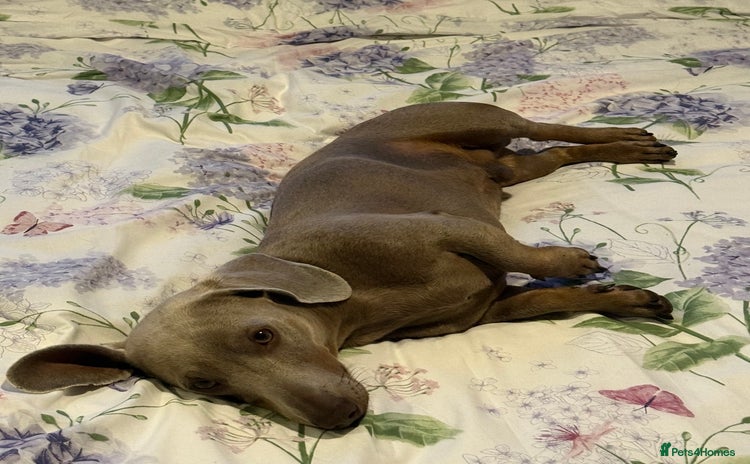 Dachshund dogs - Advert 1