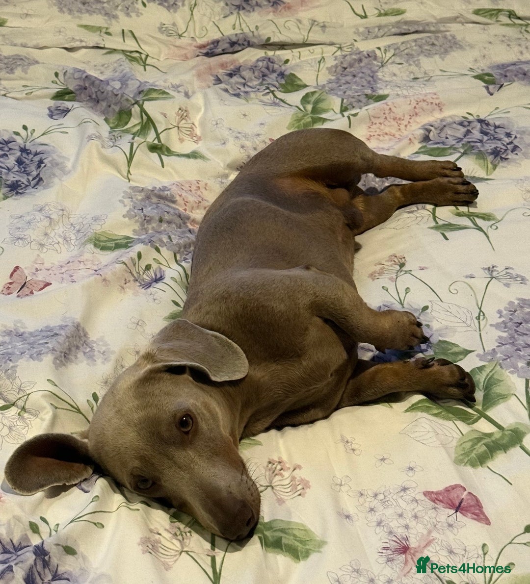Dachshund dogs for stud: isobella Mini Dashound for stud  - Image 1