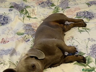 Dachshund dogs - Advert 34