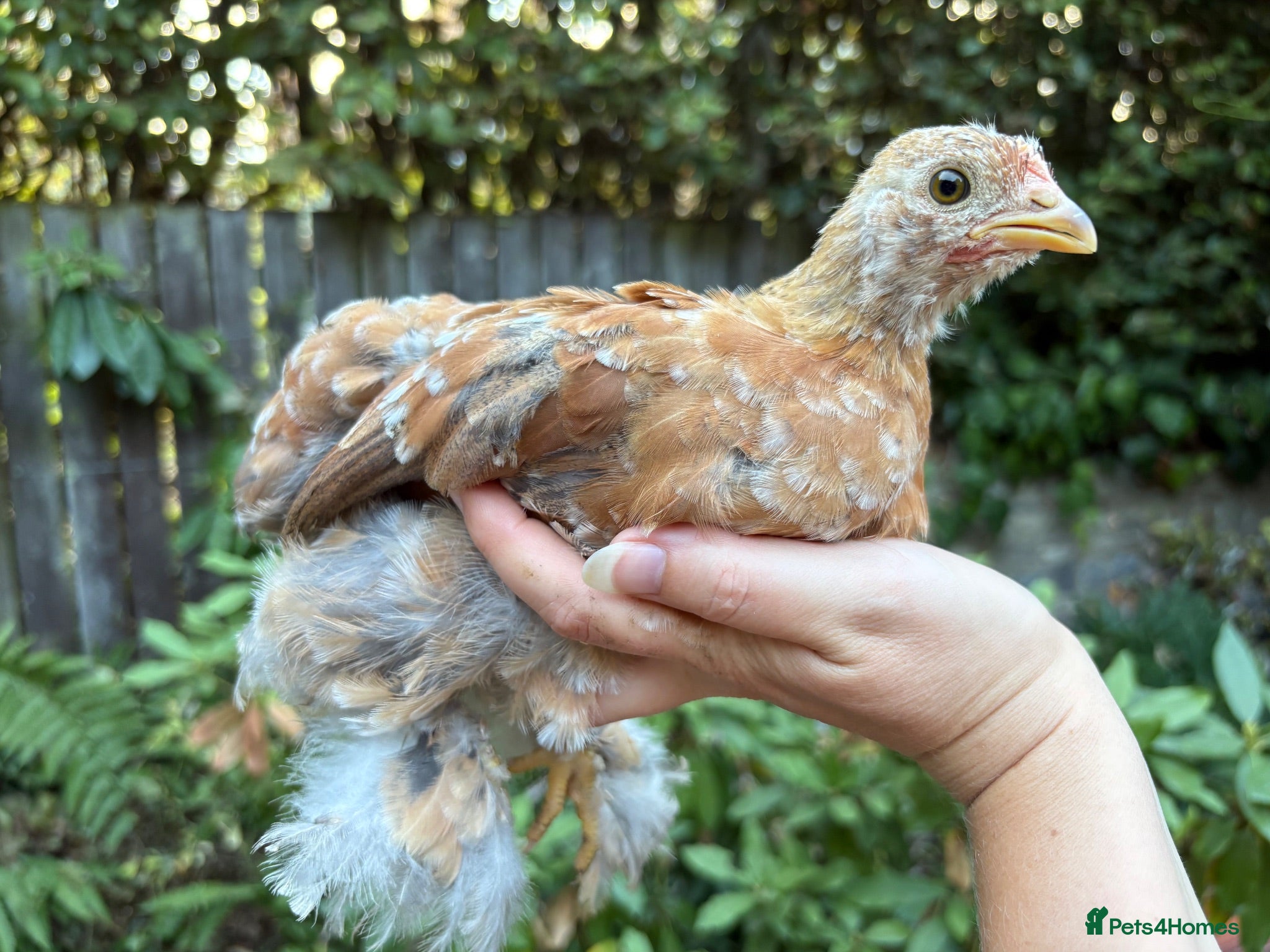 Chickens poultry Trio bantam pullets  - Advert 3