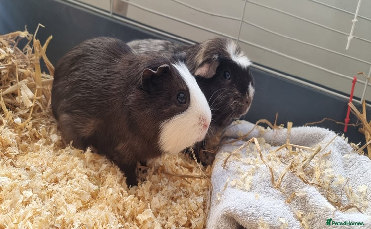 Guinea Pig rodents - Advert 1