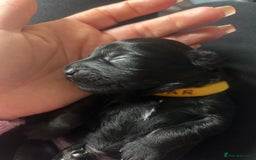 Mixed Breed dogs for sale: 3 beautiful boy yorkipoos   - Image 7