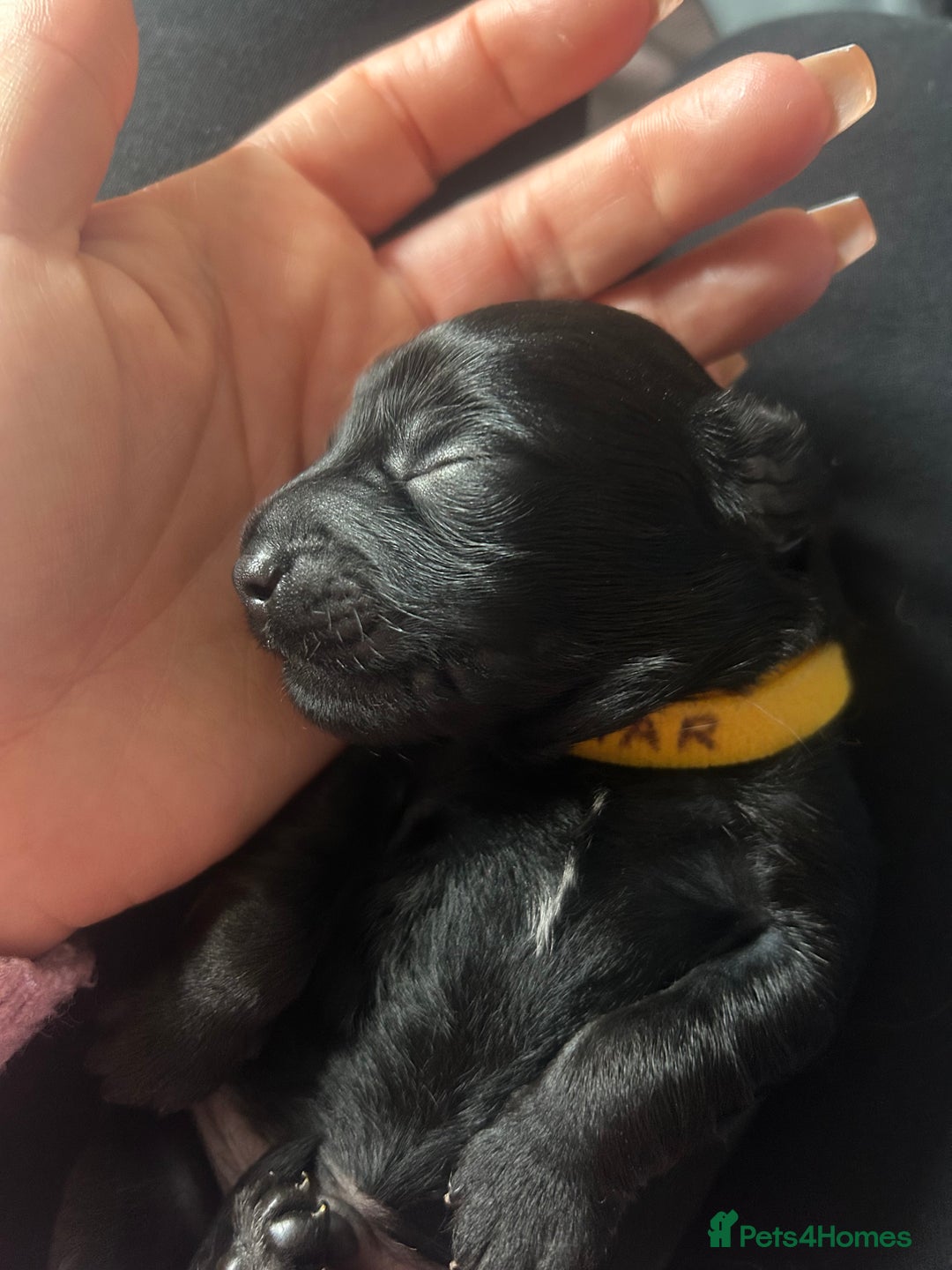 Mixed Breed dogs for sale: 3 beautiful boy yorkipoos   - Image 7