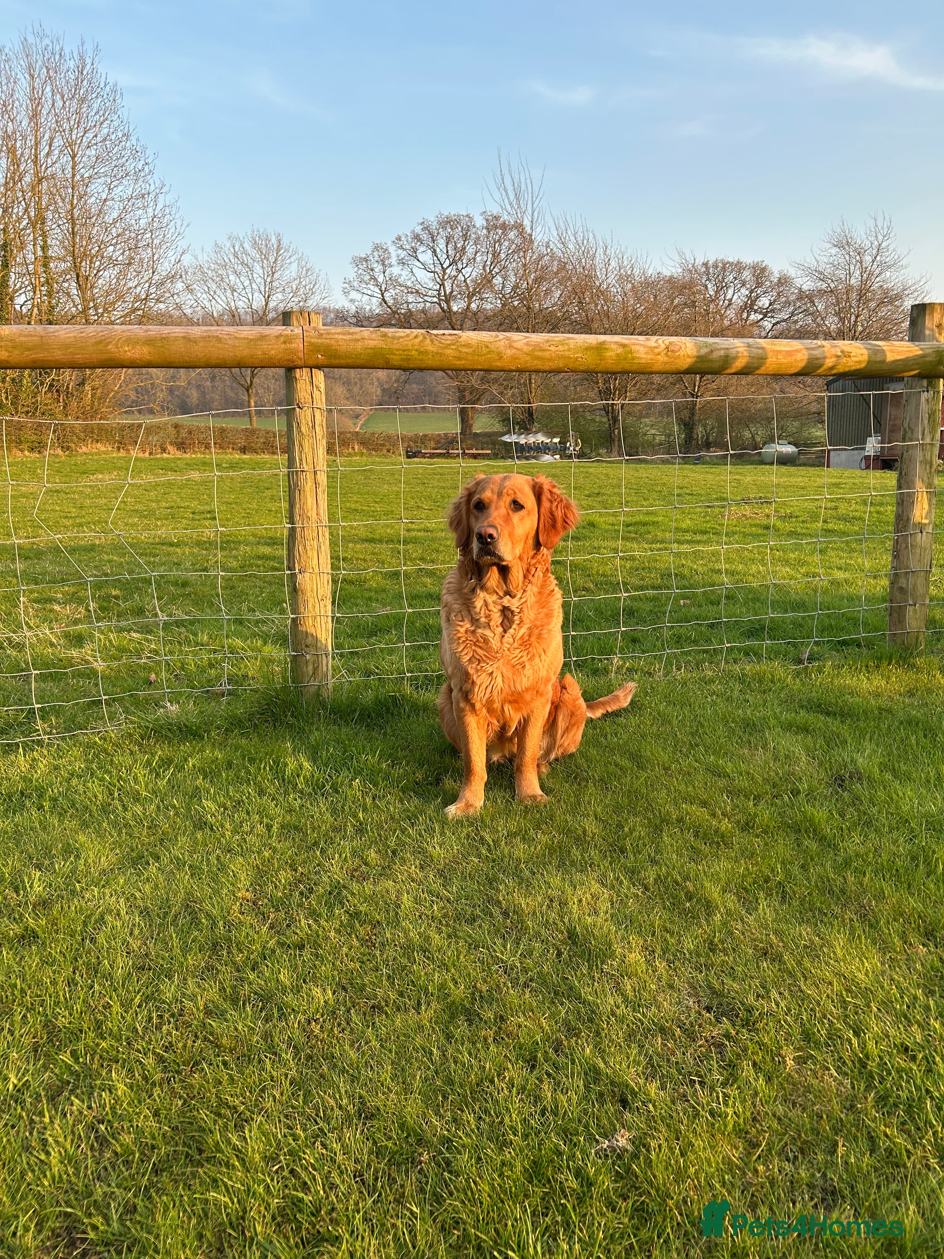Golden Retriever dogs Beautiful Golden retriever puppies for sale  - Advert 1