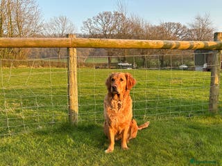 Golden Retriever dogs Beautiful Golden retriever puppies for sale - Advert 1