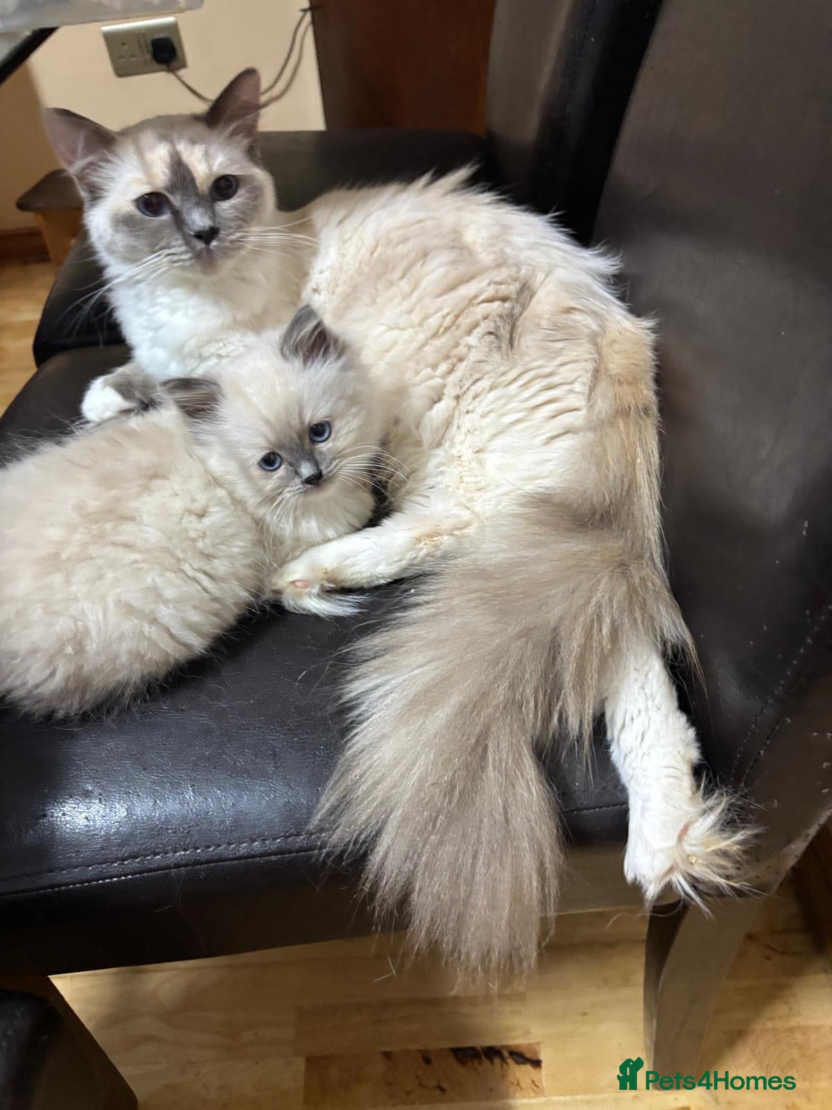 Ragdoll cats GCCF registered Ragdoll kittens for sale  - Advert 1
