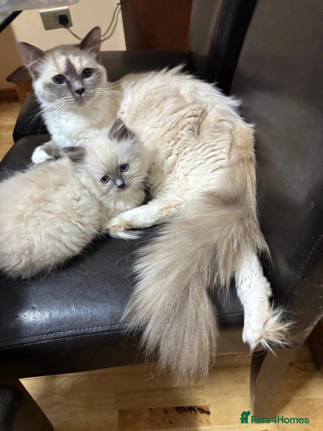 Ragdoll cats for sale: GCCF registered Ragdoll kittens for sale  - Advert 1