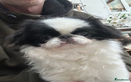 Japanese Chin dogs for sale: female - Advert 19