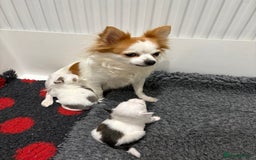 Chihuahua dogs for sale: Long haired chihuahuas  - Image 9