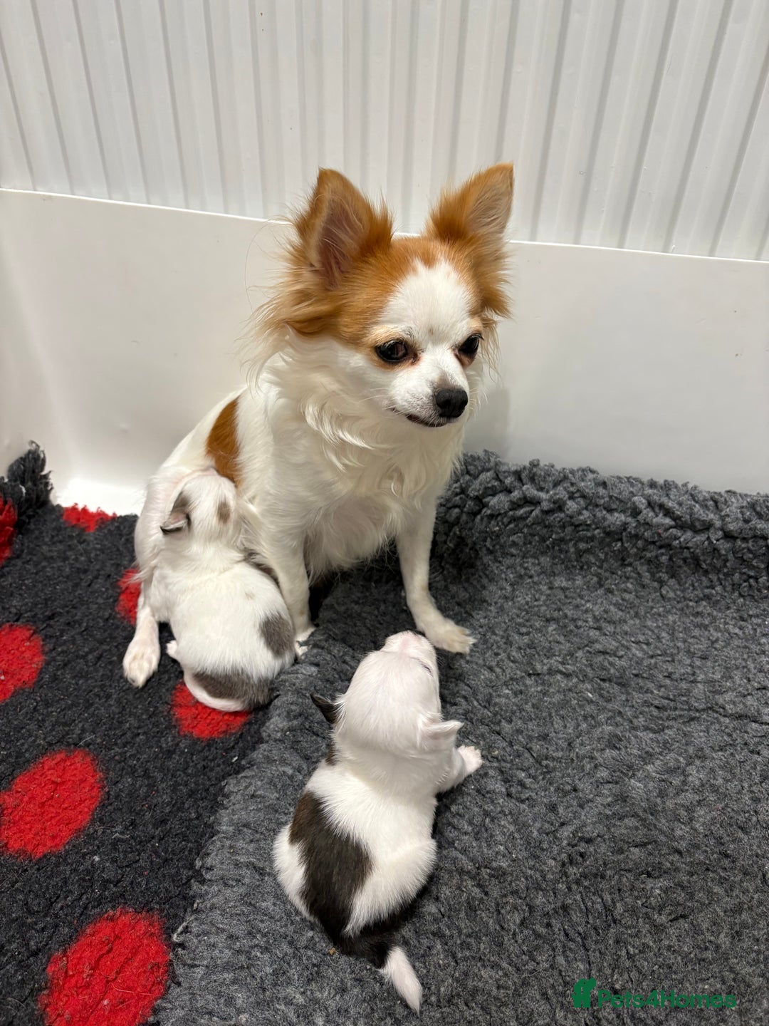 Chihuahua dogs for sale: Long haired chihuahuas  - Image 9