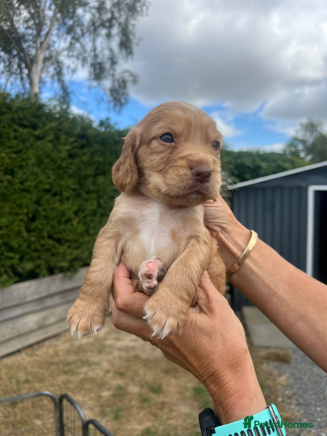 Cocker Spaniel dogs for sale: Quality KC Registered Working Cocker Spaniels - Image 7