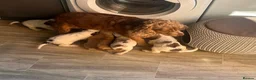 Cocker Spaniel dogs for sale: Show Type Cocker Spaniels - Advert 1