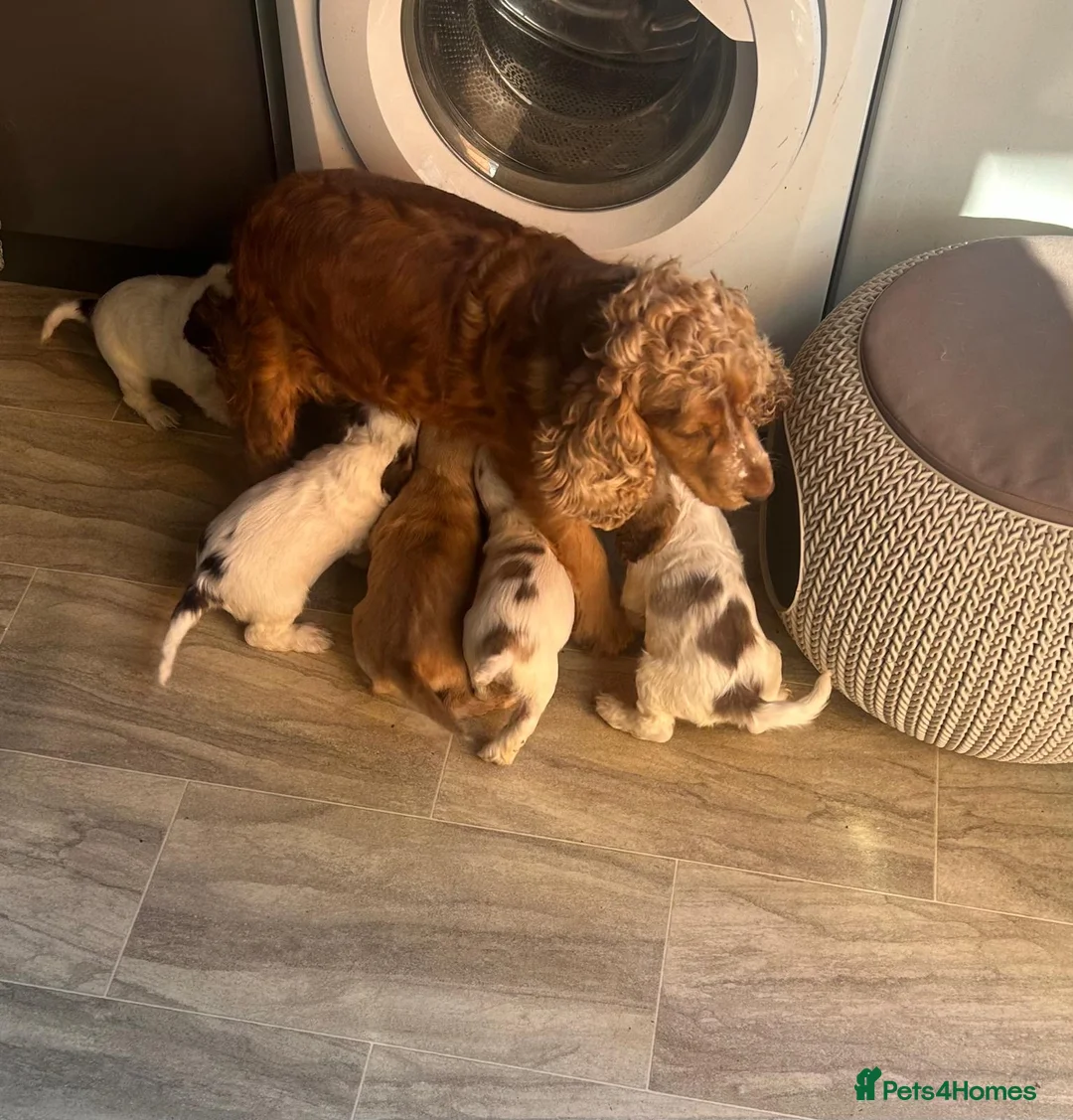 Cocker Spaniel dogs for sale: Show Type Cocker Spaniels - Advert 1