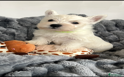 West Highland Terrier dogs for sale: Westie Boy pups available ⭐️⭐️⭐️ - Image 19