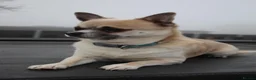 Chihuahua dogs for stud: Gizmo chihuahua stud in Worcester - Advert 1