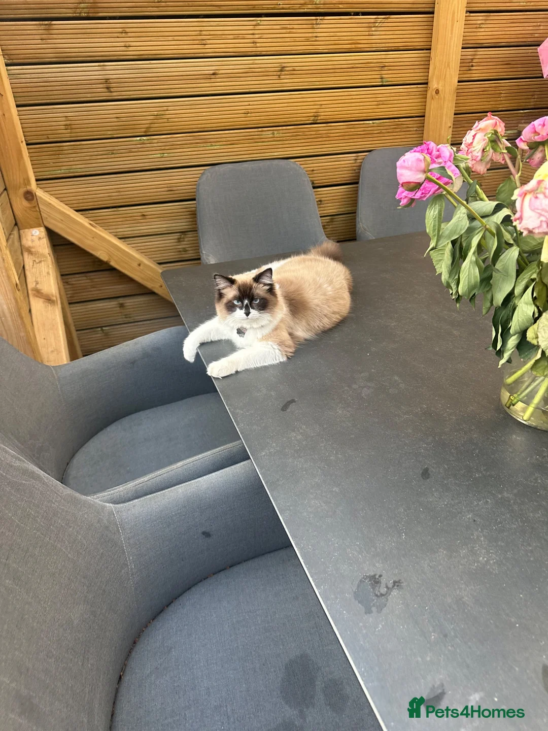 Ragdoll cats for sale: Ragdoll X kittens  in London - Advert 1