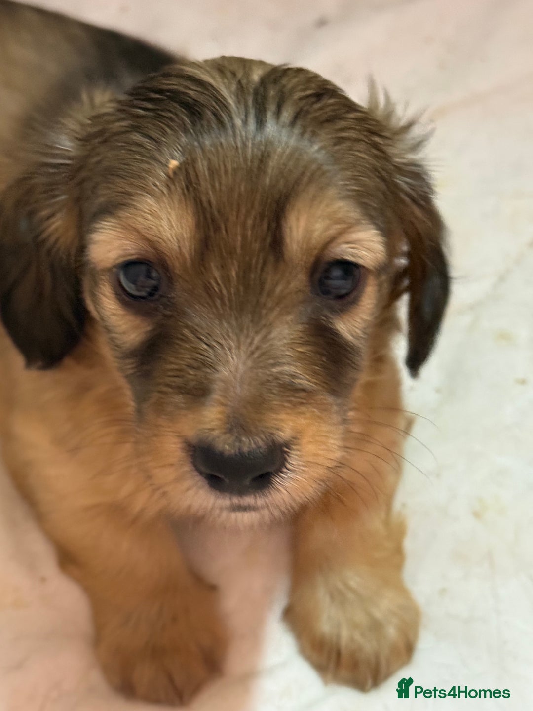 Miniature Dachshund dogs for sale: Four beautiful miniature dachshund  - Advert 1