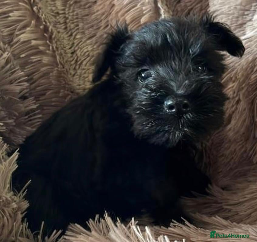 Miniature Schnauzer dogs Beautiful  miniature schnauzers - Advert 3