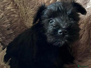 Miniature Schnauzer dogs Beautiful miniature schnauzers - Advert 3