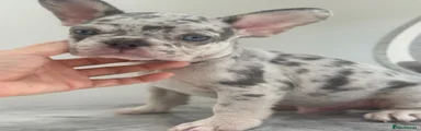 French Bulldog 4