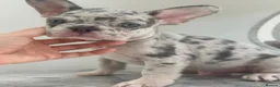 French Bulldog dogs for sale: Ready Now french bulldog puppies - Advert 25