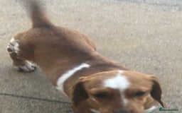 Dachshund dogs for sale: Dachshund puppies  - Image 10