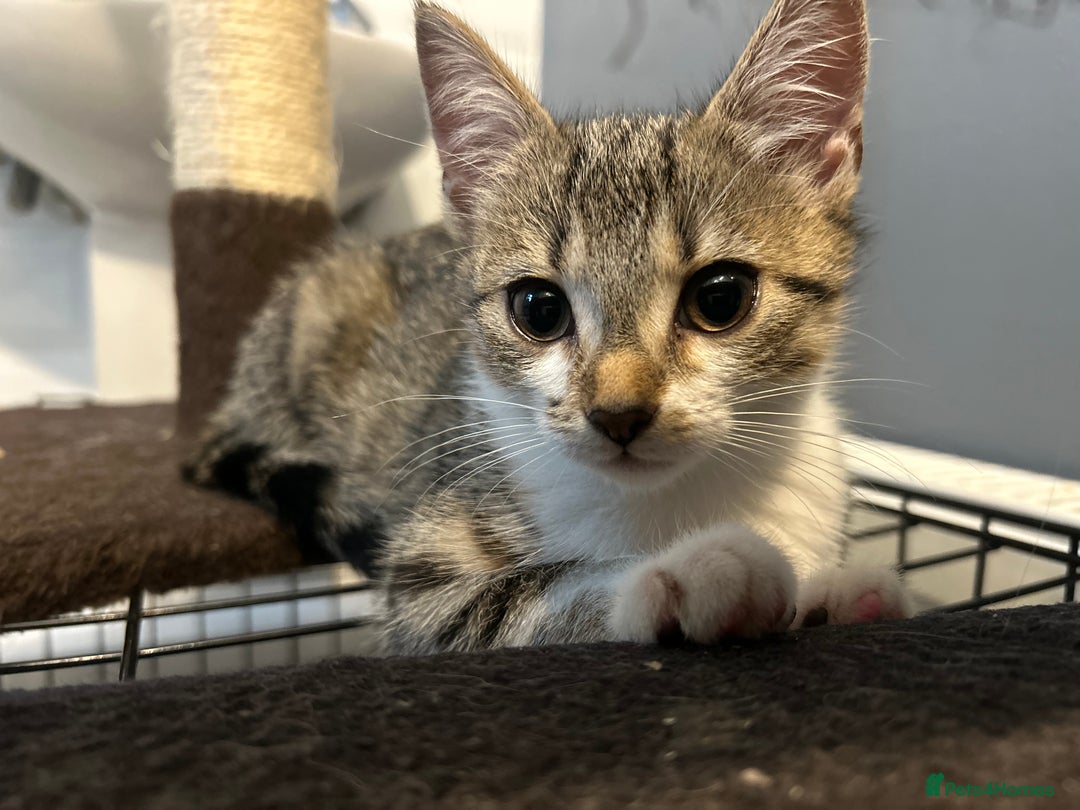 British Shorthair cats for sale: One female kitten for sale - Advert 8