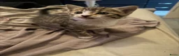 Bengal cats for sale: Cute half bengal kitten ready now  - Advert 8