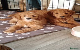 Mixed Breed dogs for sale: ✨Ready:DNA clear Australian Labradoodles ✨ - Advert 3