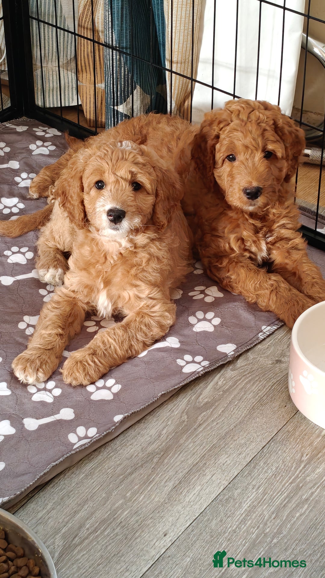 Mixed Breed dogs for sale: ✨Ready:DNA clear Australian Labradoodles ✨ - Advert 3