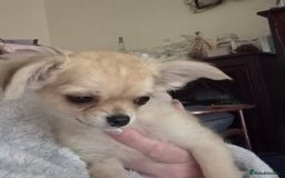 Chihuahua dogs for sale: Long haired chihuahua  - Image 22