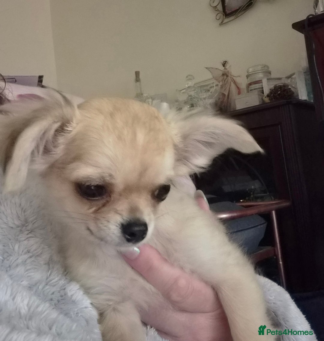 Chihuahua dogs for sale: Long haired chihuahua  - Image 22