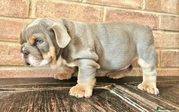 English Bulldog dogs for sale: Outstanding KC English Bulldogs, Top Quality Pups - Image 11