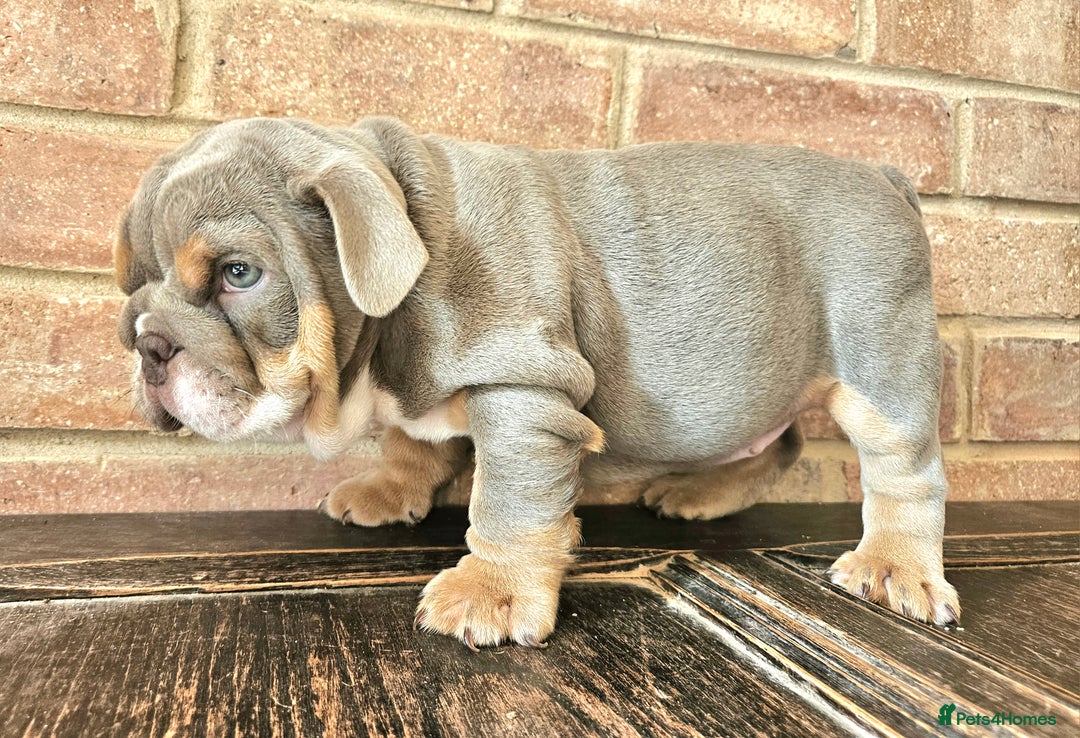 English Bulldog dogs for sale: Outstanding KC English Bulldogs, Top Quality Pups - Image 11